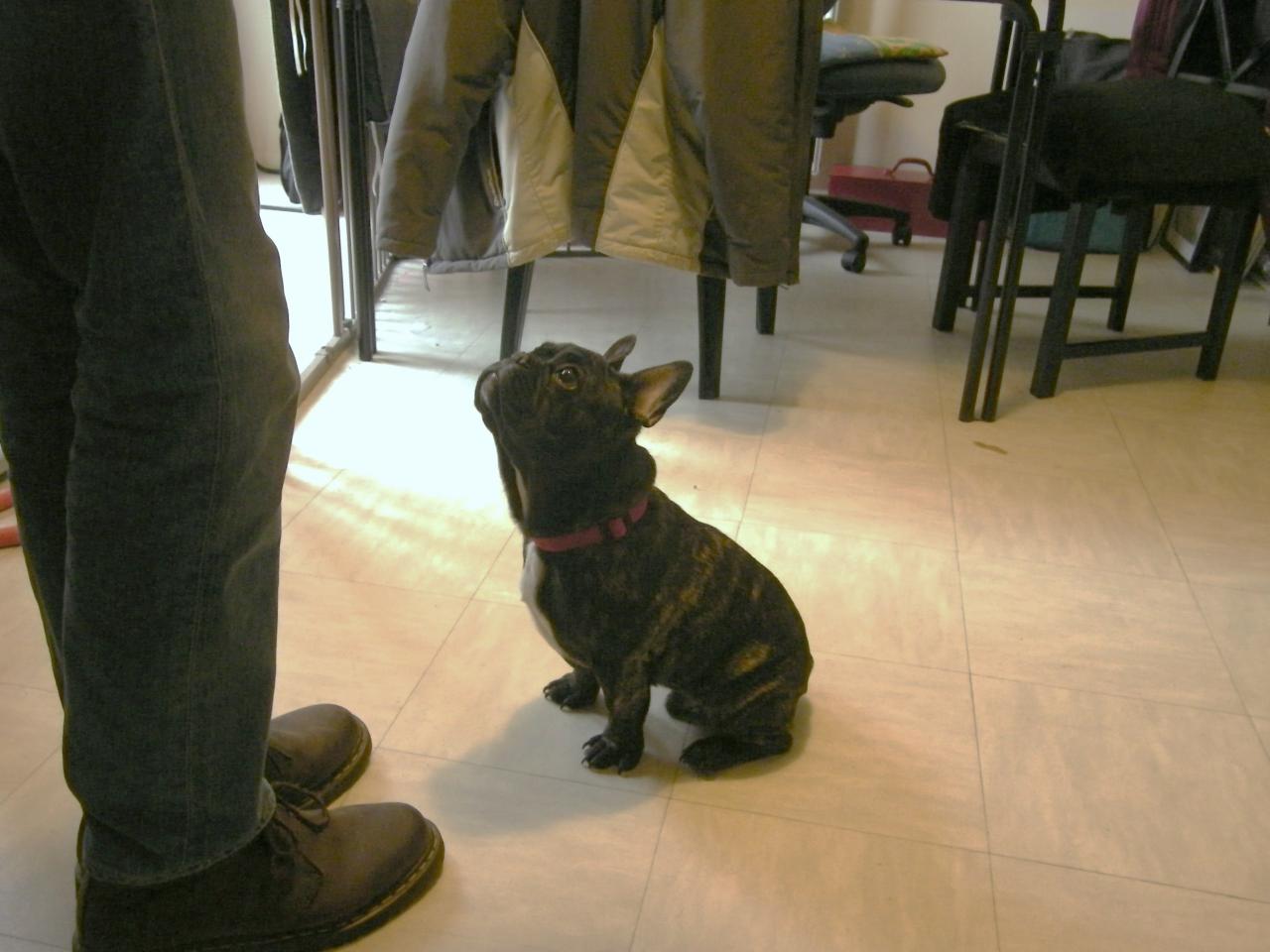 Hugo, French Bulldog