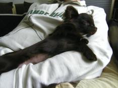 Pension canine familiale