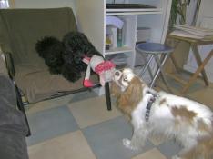 Pension canine chez CANI CLASS