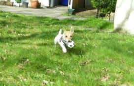 Pension canine paris idf
