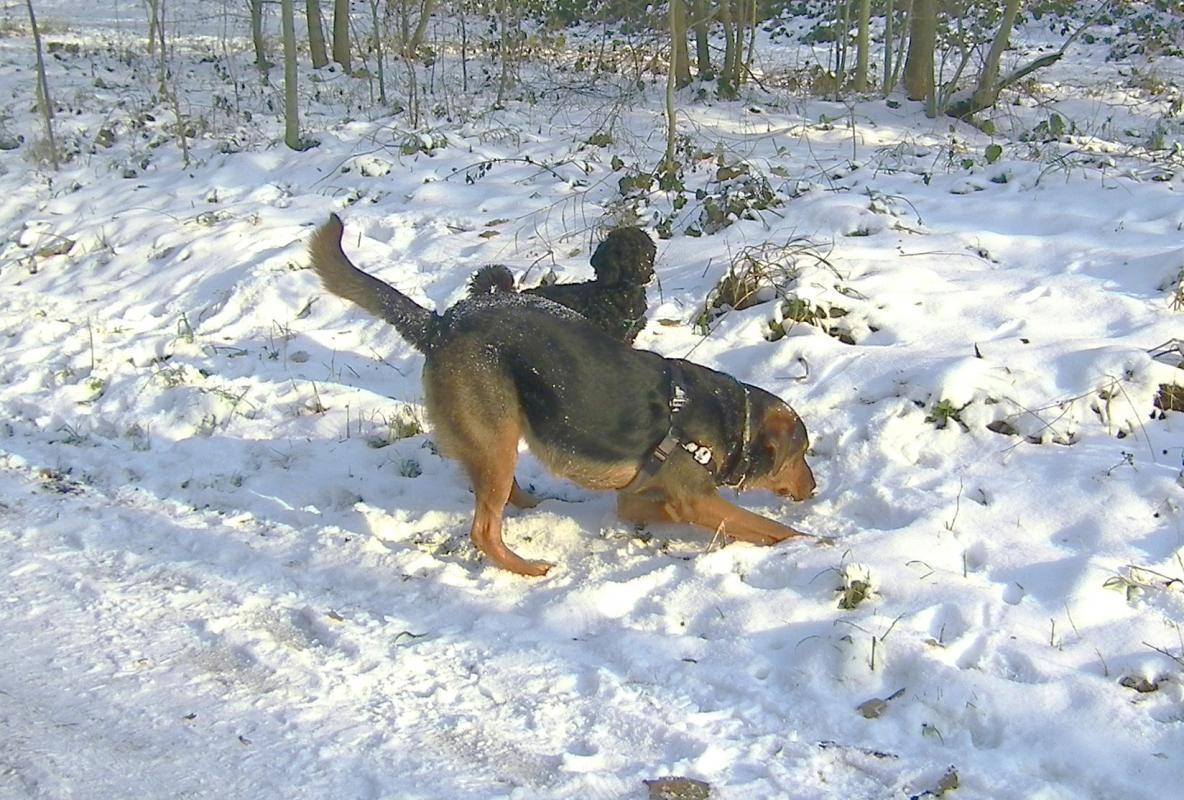Pension canine paris idf