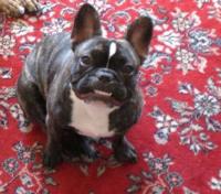 Pension canine et garderie CANI CLASS