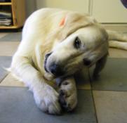 Pension canine paris idf