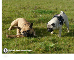 Comprendre le grognement du chien