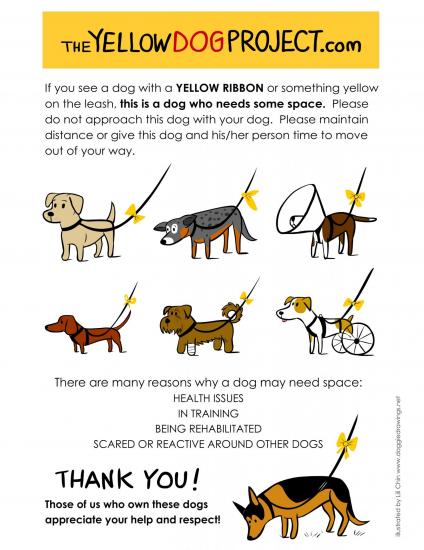The yellow dog project usa