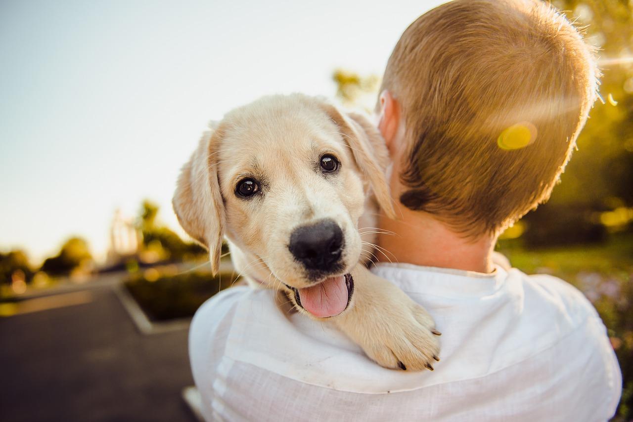 Socialisation chiot Paris