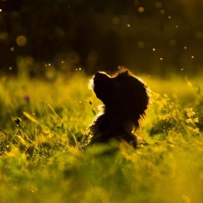 Education chiot Paris et 94