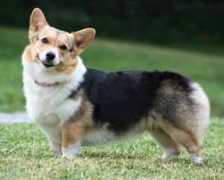 Welsh corgi cardigan